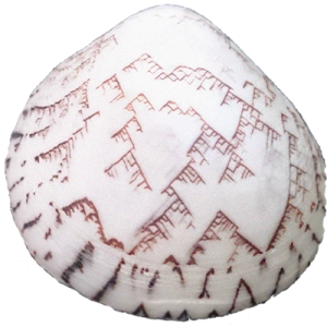 CA Shell Transparent.png